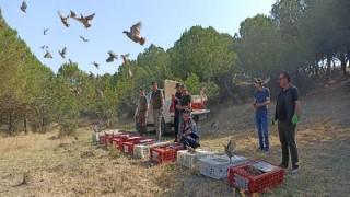 Edirne’de 600 kınalı keklik doğaya bırakıldı