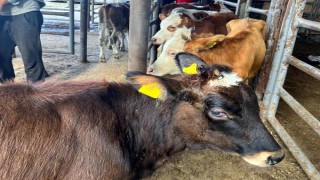 Kırklareli’ye kaçak hayvan getiren yetiştiriciye 57 bin lira ceza
