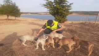 Edirne’de jandarmanın bulduğu yavru köpekler korumaya alındı