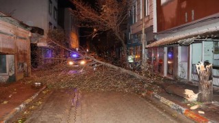 Edirne’de lodos ağaçları devirdi