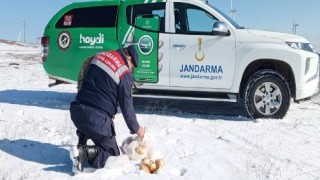 Edirne’de yaban hayvanları için yem ve su bırakıldı