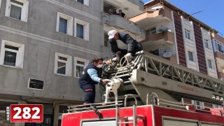 Çerkezköy'de balkonda unutulan köpeği itfaiye kurtardı