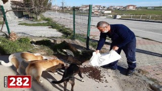 Tekirdağ'da gönüllüler ve belediye ekipleri "can dostlar" için sokaklara mama bıraktı