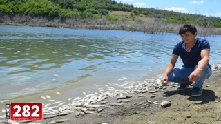 Çokal Barajı'nda çok sayıda ölü balık kıyıya vurdu