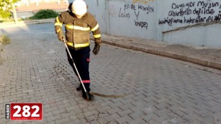 Tekirdağ'da ağaçta yakalanan yılan doğaya salındı