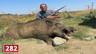 Hayrabolu’da 280 kiloluk yaban domuzu avlandı