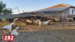 Tekirdağ'da hayvan dolandırıcılığı