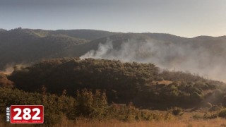 Tekirdağ'da orman yangını söndürüldü