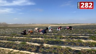 Ergene Belediyesi Çilek Tarlalarını Yeni Sezona Hazırlıyor