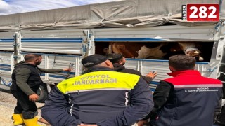 Tekirdağ'a kaçak hayvan getiren besiciye 105 bin lira ceza