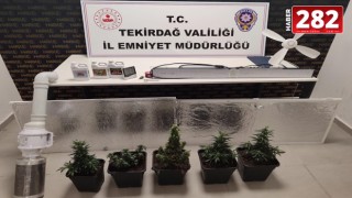 Tekirdağ'da evlerinde uyuşturucu yetiştiren 2 şüpheli yakalandı